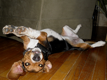 Hazel Upside Down